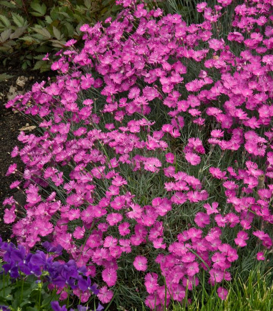 Dianthus Firewitch (Firewitch Cheddar Pinks)