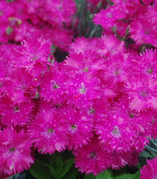 Dianthus Neon Star (Neon Star Pinks)