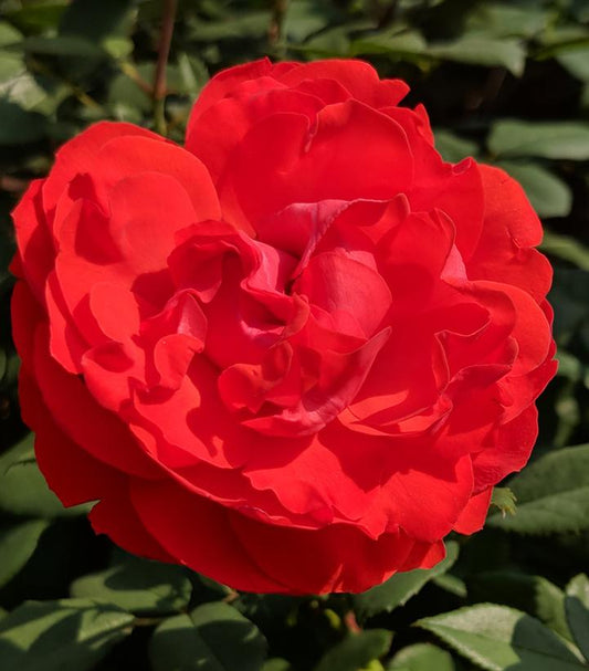 Rosa True Passion™; (True Passion™; Hybrid Tea Shrub Rose)