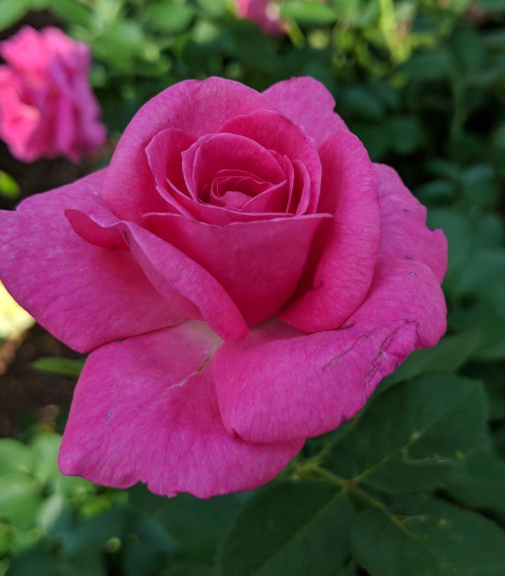 Rosa True Gratitude (True Bloom™; True Gratitude Climbing Rose)