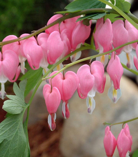 Dicentra spectabilis (Old Fashioned Bleeding Heart)