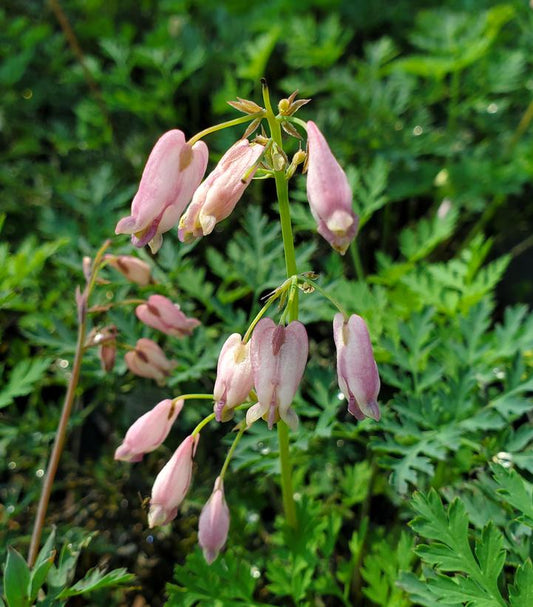 Dicentra eximia (Wild Bleeding Heart)