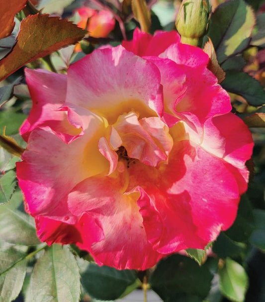 Rosa Sunset Horizon (Sunset Horizon Rose)