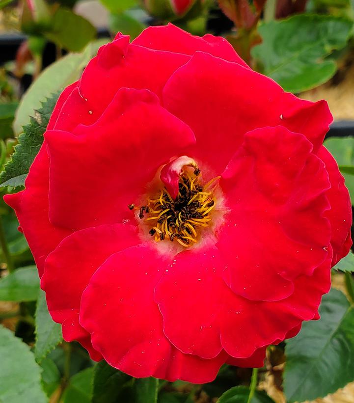 Rosa Cherrytini™; (Cherrytini™; Floribunda Rose)