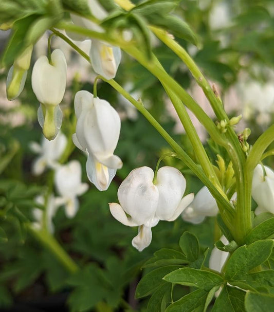 Dicentra spectabilis 'Alba' (White Bleeding Heart)