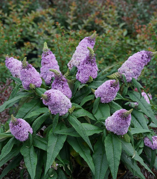 Buddleia x Pugster® Amethyst (Pugster® Amethyst Butterfly Bush)