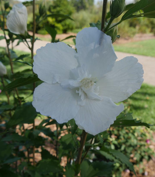 Hibiscus syriacus White Pillar® (White Pillar® Rose of Sharon)