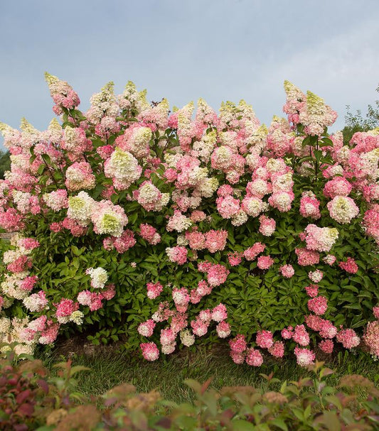 Hydrangea pan. Berry White® (Berry White® Hydrangea)