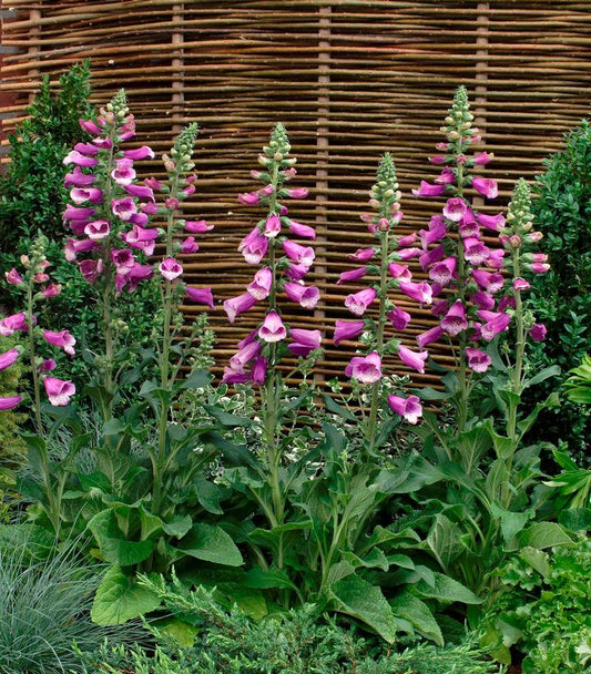 Digitalis purpurea 'Dalmation Purple' (Dalmation Purple Foxglove)