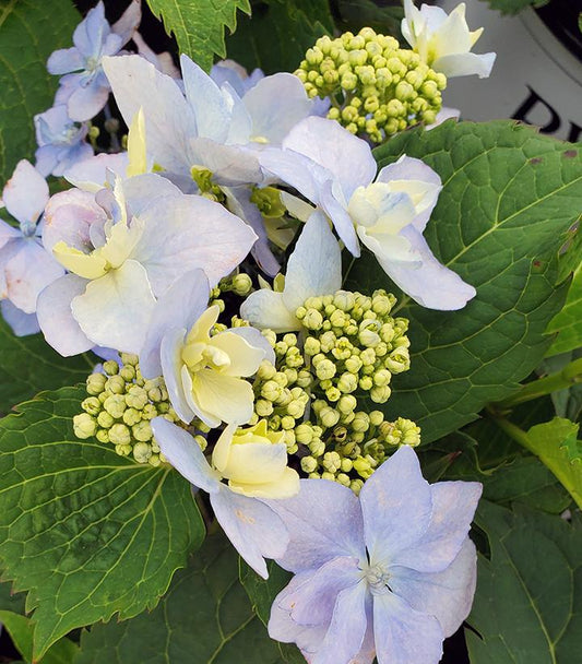 Hydrangea serrata Tuff Stuff Ah-Ha® (Tuff Stuff Ah-Ha® Reblooming Mountain Hydrangea)