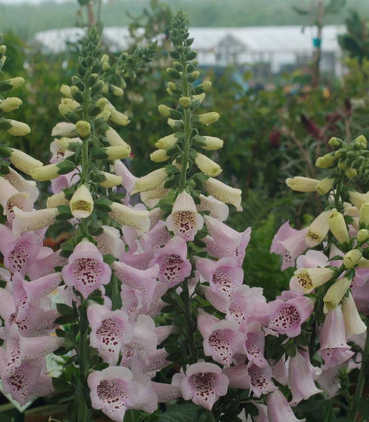Digitalis purpurea Camelot Lavender (Camelot Lavender Foxglove)