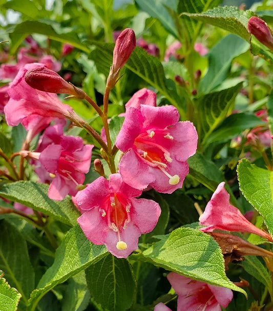 Weigela florida Snippet®; Dark Pink (Snippet®; Dark Pink Weigela)
