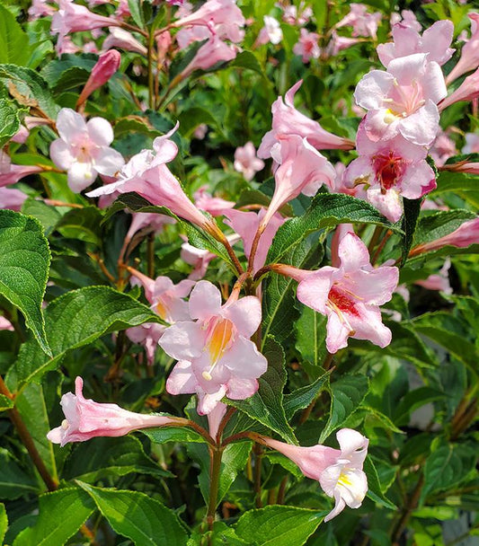 Weigela florida Sonic Bloom® Pure Pink (Sonic Bloom® Pure Pink Weigela)