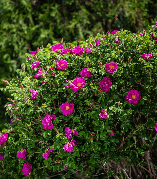 Rosa rugosa Lotty's Love™; (Lotty's Love™; Rose)