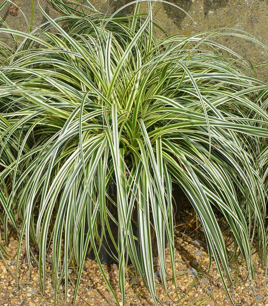 Carex oshimensis 'Feather Falls' (Feather Falls Sedge)