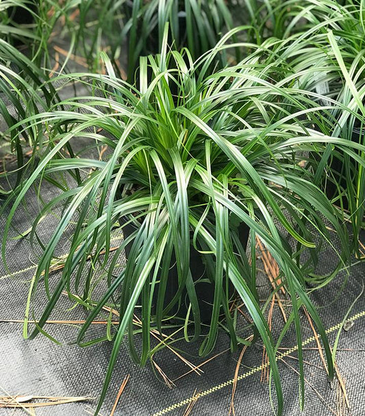 Carex 'Ribbon Falls' (Ribbon Falls Sedge)