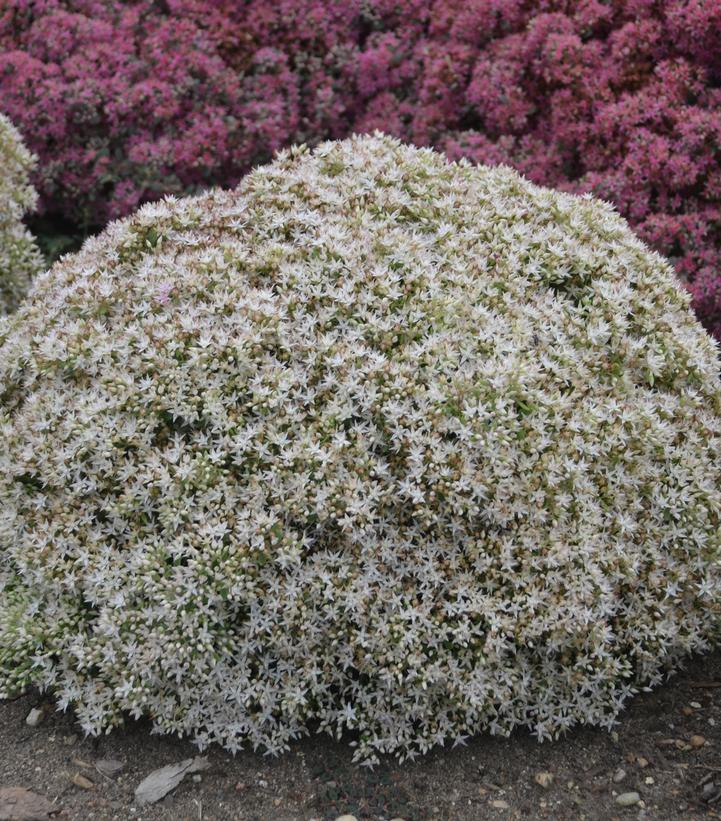 Sedum hybrid Rock 'N Grow® Bundle of Joy (Rock 'N Grow® Bundle of Joy Stonecrop)