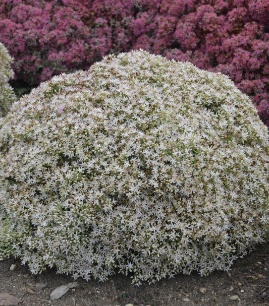 Sedum hybrid Rock 'N Grow® Bundle of Joy (Rock 'N Grow® Bundle of Joy Stonecrop)