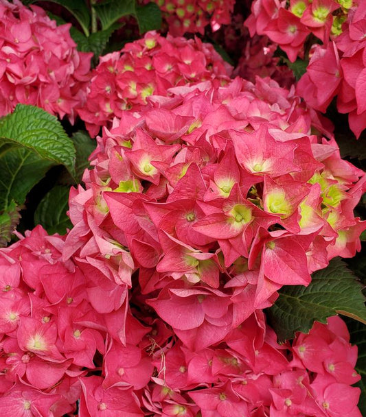 Hydrangea mac. Endless Summer® Summer Crush® (Endless Summer® Summer Crush® Hydrangea)