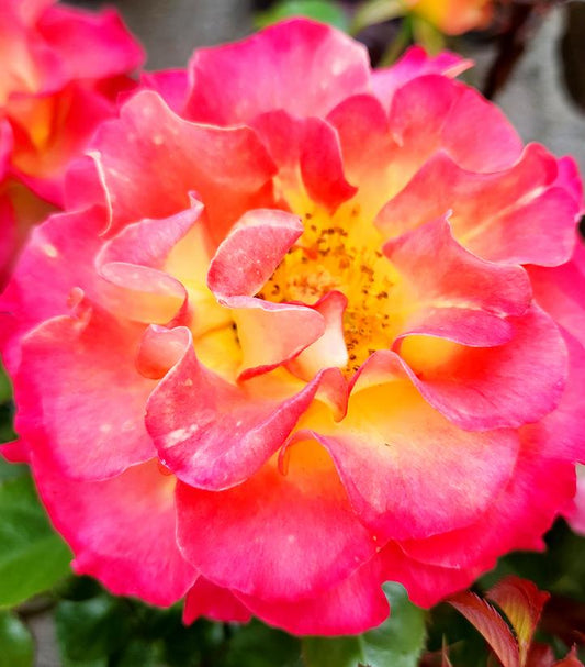 Rosa True Sincerity (True Bloom™; True Sincerity Floribunda Rose)