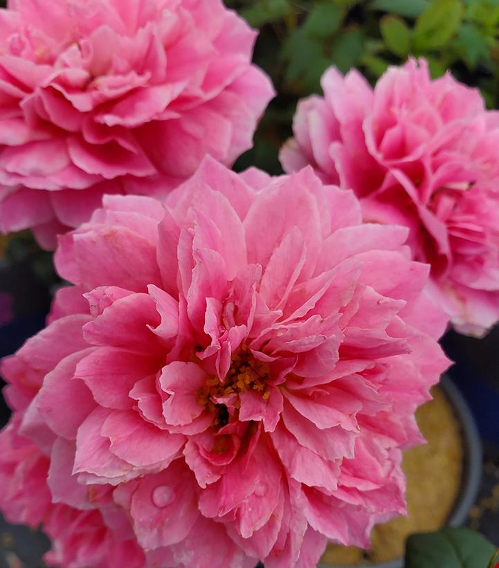 Rosa True Inspiration (True Inspiration Hybrid Tea Shrub)