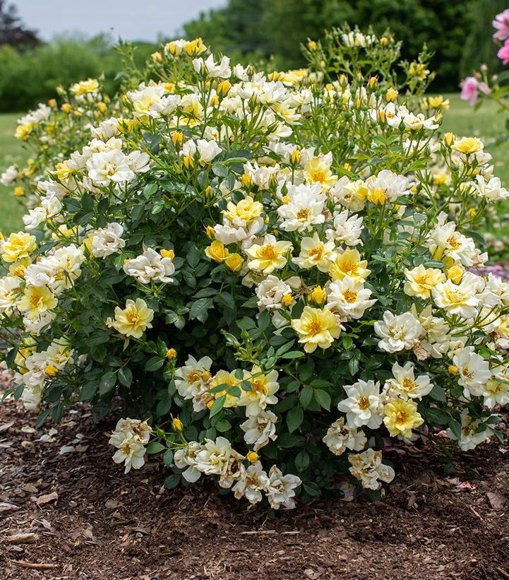 Rosa Lemon Drift® (Lemon Drift® rose)