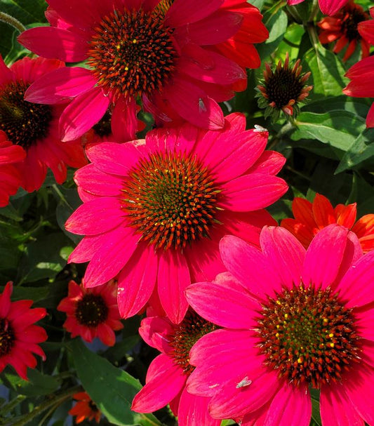 Echinacea x hybrid Sombrero® Tres Amigos (Tres Amigos Coneflower)