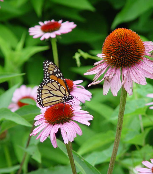 Echinacea Magnus (Magnus Purple Coneflower)