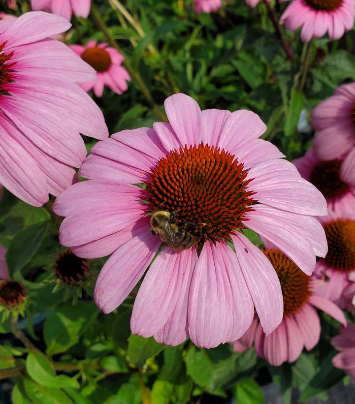 Echinacea 'Prairie Splendor' (Prairie Splendor Coneflower)