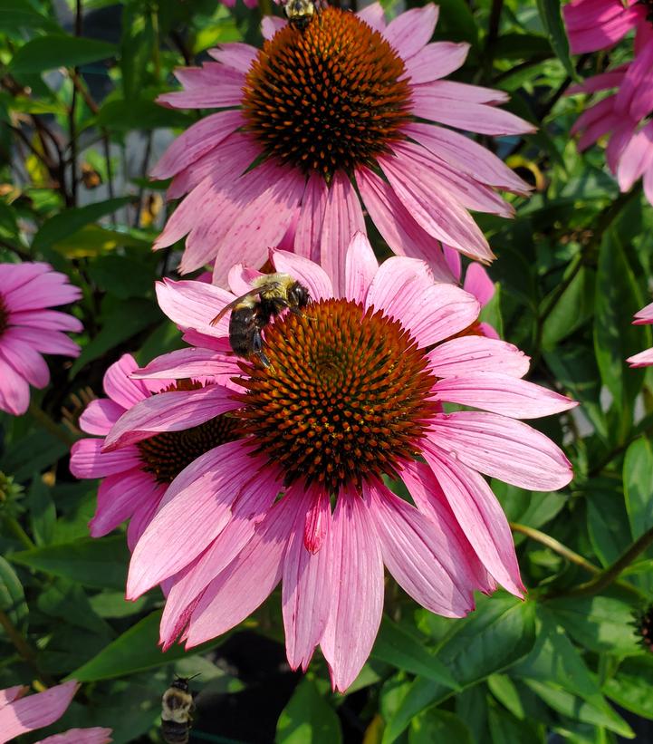 Echinacea Ruby Star (Ruby Star Coneflower)
