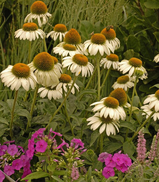 Echinacea White Swan (White Swan Coneflower)