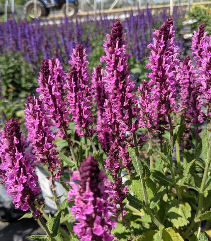 Salvia nemerosa 'Pink Profusion' ('Pink Profusion' Perennial Salvia)