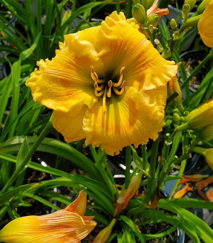 Hemerocallis hybrid Rainbow Rhythm® 'Orange Smoothie' (Orange Smoothie Daylily)