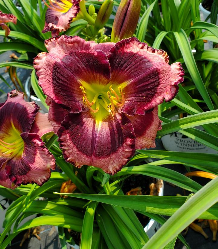 Hemerocallis hybrid Rainbow Rhythm® 'Storm Shelter' (Storm Shelter Daylily)