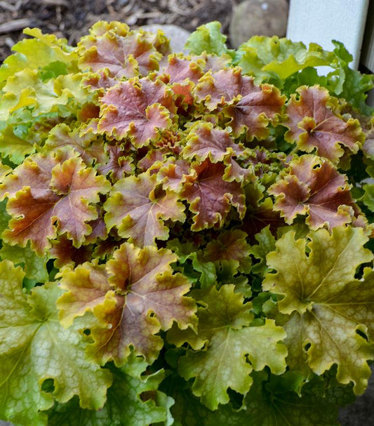 Heuchera hybrid Dolce® 'Apple Twist' (Apple Twist Coral Bells)