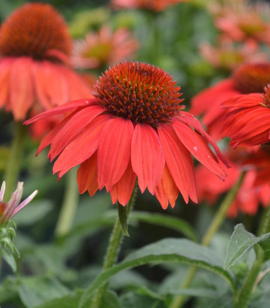 Echinacea Sombrero® Salsa Red (Salsa Red Coneflower)