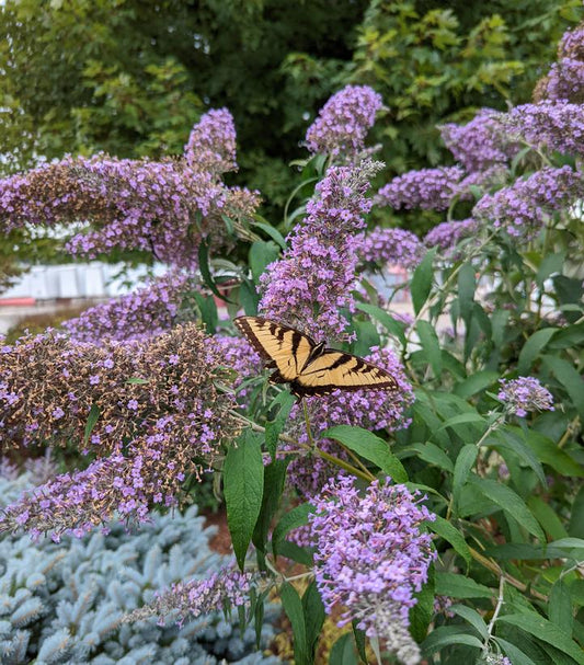 Buddleia 'Grand Cascade' (Grand Cascade Butterfly Bush)