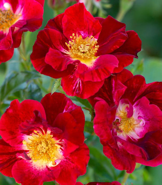 Rosa 'Red Streamer' (Red Streamer Climbing Rose)