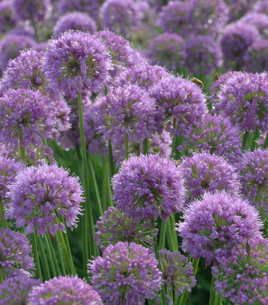 Allium 'Serendipity' (Serendipity Ornamental Onion)