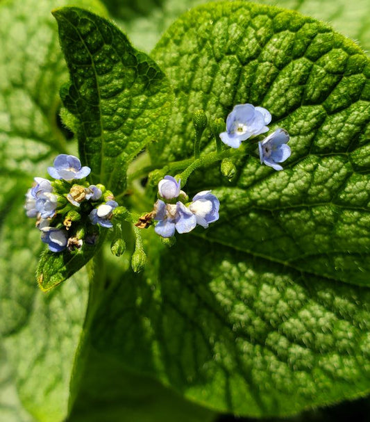 Brunnera macrophylla 'Jack of Diamonds' (Jack of Diamonds Heartleaf Brunnera)