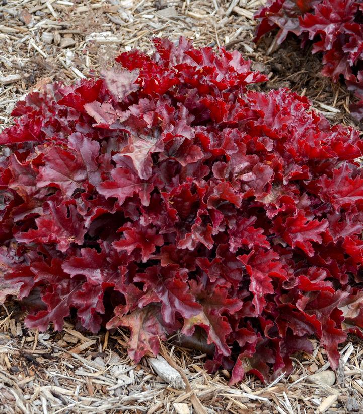 Heuchera hybrid Dolce® 'Cherry Truffles' (Cherry Truffles Coral Bells)