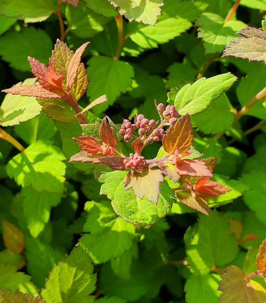 Spiraea Poprocks Rainbow Fizz™; (Rainbow Fizz™; Spirea)