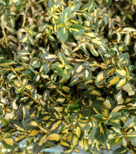 Euonymus fortunei 'Moonshadow' (Moonshadow Euonymus)