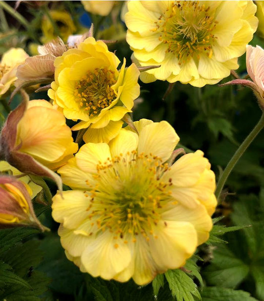 Geum Tempo™; Yellow (Avens)