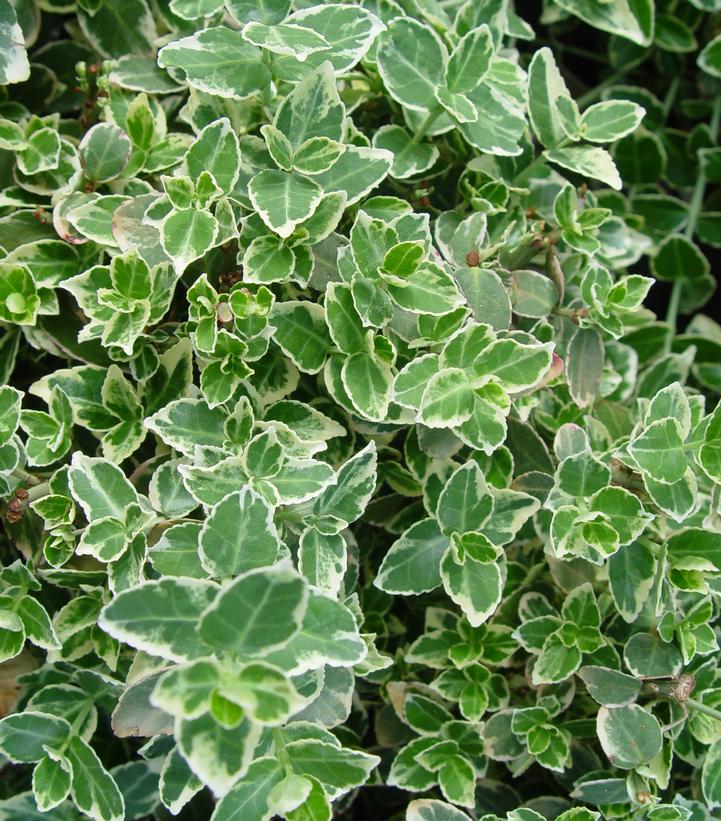 Euonymus fortunei 'Emerald Gaiety' (Emerald Gaiety Euonymus)
