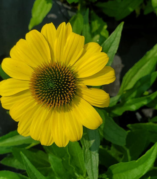 Echinacea Eye-catcher™; 'Canary' (Canary Coneflower)