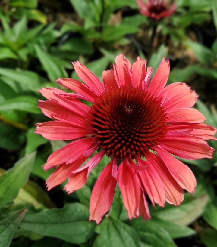 Echinacea Eye-Catcher™; 'Coral Craze' (Coral Craze Coneflower)