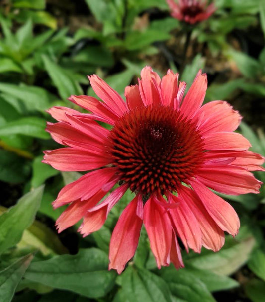 Echinacea Eye-Catcher™; 'Coral Craze' (Coral Craze Coneflower)