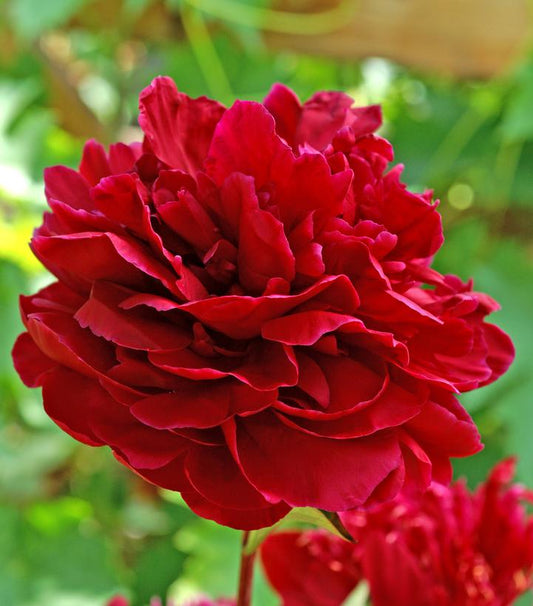 Paeonia 'Red Sarah Bernhardt' (Red Sarah Bernhardt Peony)