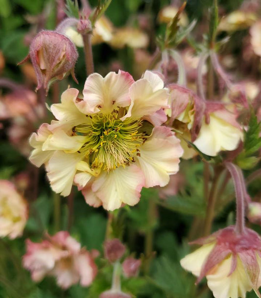 Geum Petticoats™; Peach (Petticoats™; Peach)
